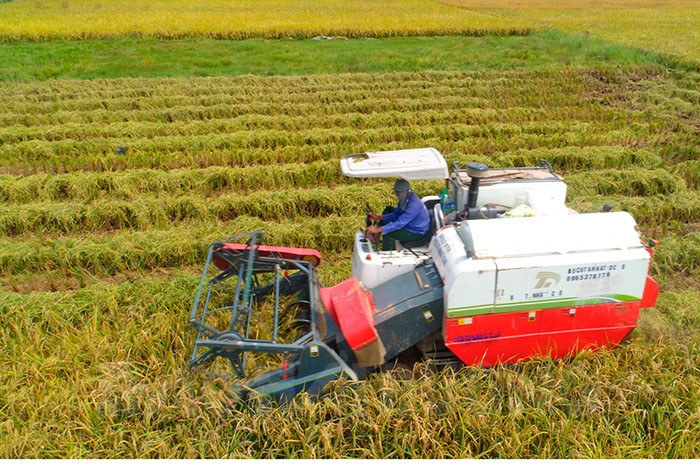 Gần 6.000 ha lúa mùa đã chín chưa thu hoạch